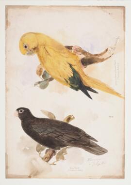 [Two parrorts].