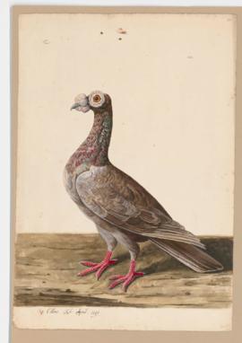 Rock Dove, Rock Pigeon. (English) Carrier Pigeon