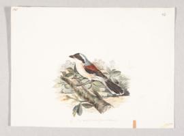 Bay-backed shrike (Lanius vittatus)