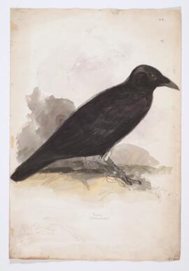 Raven (corvus coraz)