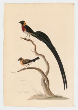 Paradise Whydah [male]