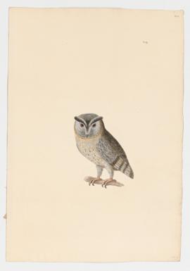 Indian Scops-Owl