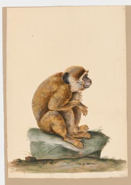 Barbary Macaque