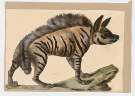 Striped Hyena [female]