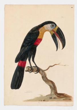 Ariel Toucan