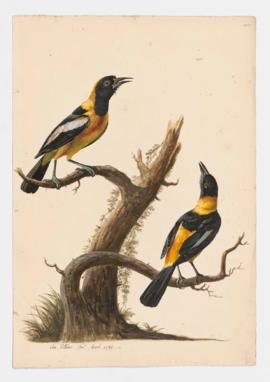 Venezuelan Troupial