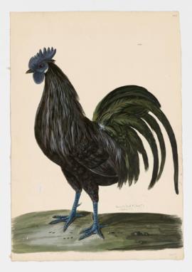 Domestic Fowl [male]