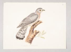 Common hawk cuckoo (Hierococcyx varius)