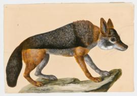 Common Jackal