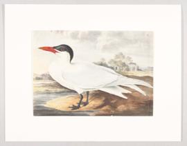 Caspian tern (Hydroprogne caspia)