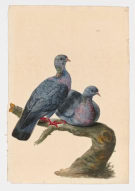 Stock Dove