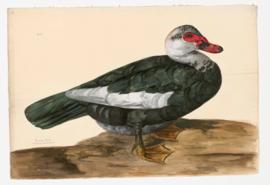 Muscovy Duck