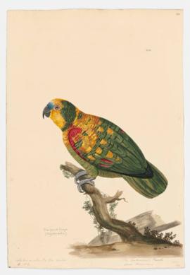 Blue-fronted Amazon