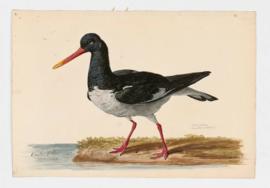 Oyster Catcher