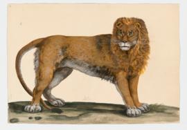 Lion [male]