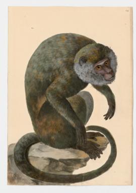 Black-handed Spider Monkey, Central American Spider Monkey