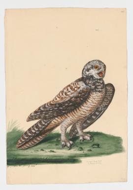 European Hawk Owl