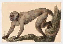 White-fronted Capuchin