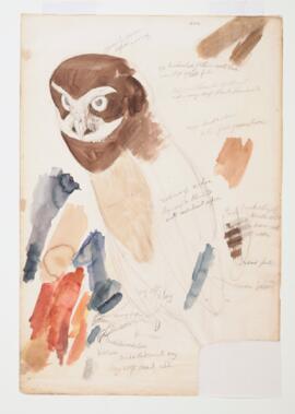 [Unidentified owl]