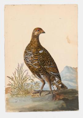 Black Grouse [female] (Grey-hen)