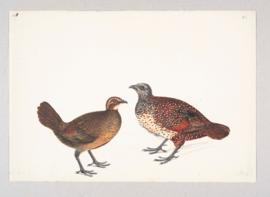 Painted Spurfowl (Galloperdix lunulata)