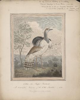 Otis the Ruffed Bustard