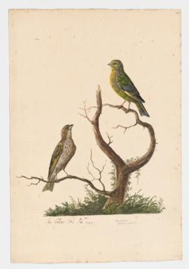 Green finch