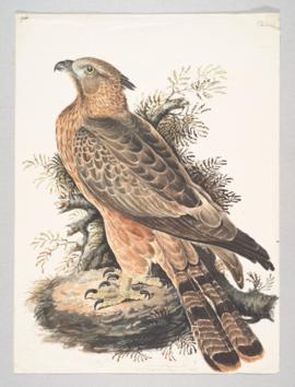 Oriental honey buzzard (Pernis ptilorhynchus)