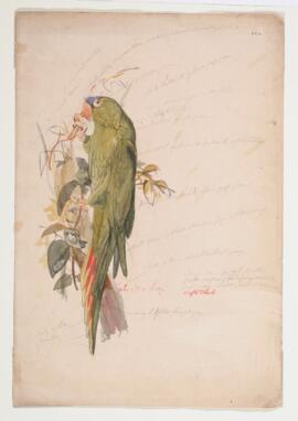 [Blue-crowned parakeet (aratinga acuticaudatus)]
