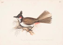 Red-whiskered Bulbul (Pycnonotus jocosus)