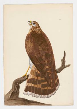 Northern Goshawk, immature