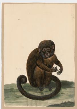 Brown Capuchin