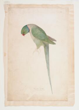 Ring-necked parrakeet (psittacus torquatus)