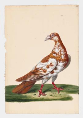 Rock Dove, Rock Pigeon. Horseman