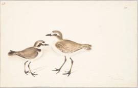 Kentish plover (Charadrius alexandrinus) and Lesser sand plover (Charadrius mongolus)