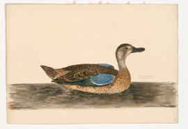 Blue-winged Teal