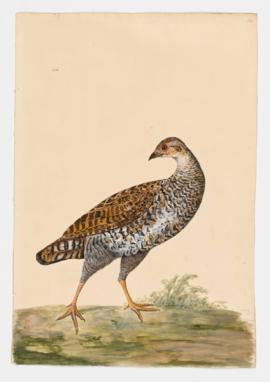 Common Francolin [female]