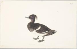 Tufted duck (Aythya fuligula)