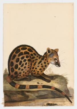 Cape Genet