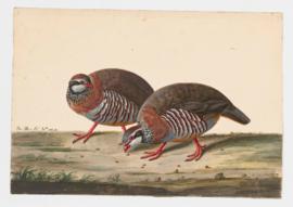 Red-legged Partridge