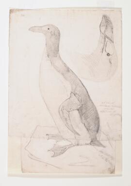 Great auk (alca impennis)