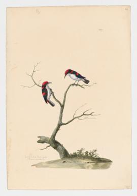 Scarlet backed Flower-pecker