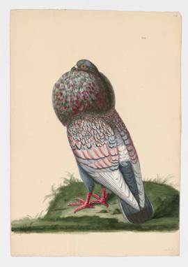 Rock Dove, Rock Pigeon. Parisian Powter