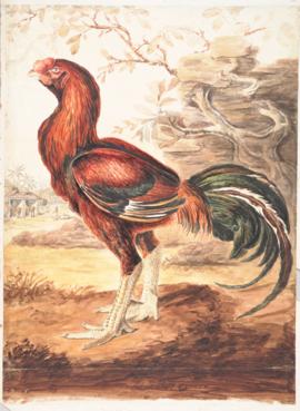 Malay cock (Gallus sp.)