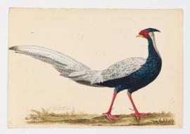 Silver Pheasant [male]