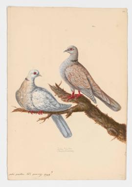 Indian Ring-Dove