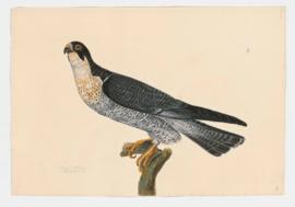 Peregrine Falcon