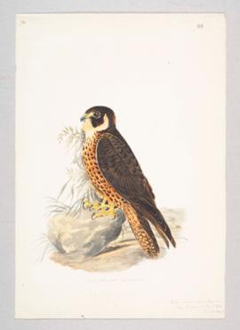 Shaheen falcon (Falco peregrinus peregrinator)