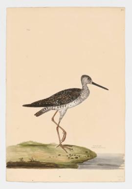 Greenshank