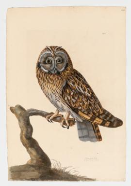 Short-eared Owl